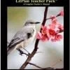 Gray mockingbird perched beside pink blossoms