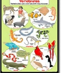 A poster of different animals and their names.