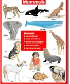 A poster of different animals and their names.