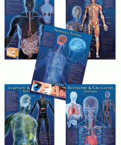 A series of posters showing the human body.