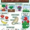A plant life cycle poster with pictures of plants.