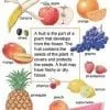 A fruit poster with many different fruits and words.