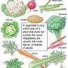 A vegetable is any edible part of a plant that does not contain the seed.