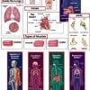 A set of human anatomy posters and cards.