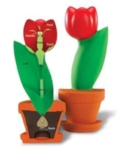 A red flower in a pot next to another plant.