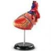 A Heart Anatomy Model on a stand.