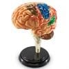 A model of the human brain with many different colors.