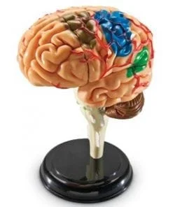 A model of the human brain with many different colors.