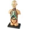 A model of the human body with organs on it.