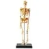 A skeleton with a long arm and legs.