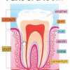 A diagram of the inside of a tooth.