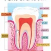 A diagram of the inside of a tooth.