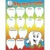 A poster of the tooth with months and days.
