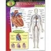 A poster of the human body and its parts.