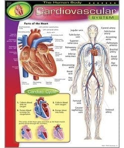 A poster of the human body and its parts.