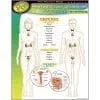 A poster of the human body with labels.