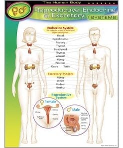 A poster of the human body with labels.
