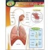 A poster of the respiratory system with labels.