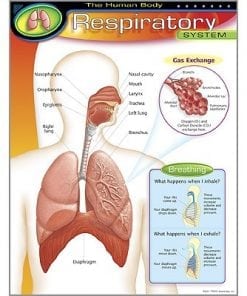 A poster of the respiratory system with labels.