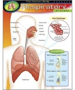 A poster of the respiratory system with labels.