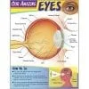 A poster of an eye with the names and parts of it.