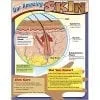 A poster of the skin and its structure.