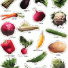 A bunch of different vegetables are on the table