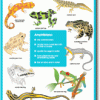 A poster of different types of lizards and amphibians.