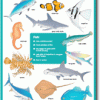 A poster of different types of fish.