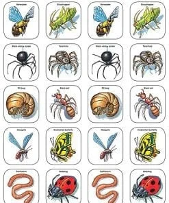 Illustrated insects arranged in rounded squares