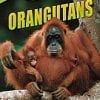 A picture of an orangutan with its baby.