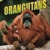 A picture of an orangutan with its baby.