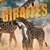 A group of giraffes standing in the grass.